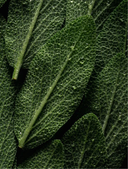 Gel Lavant Mains & Corps, Menthe Poivrée & Cèdre Sombre